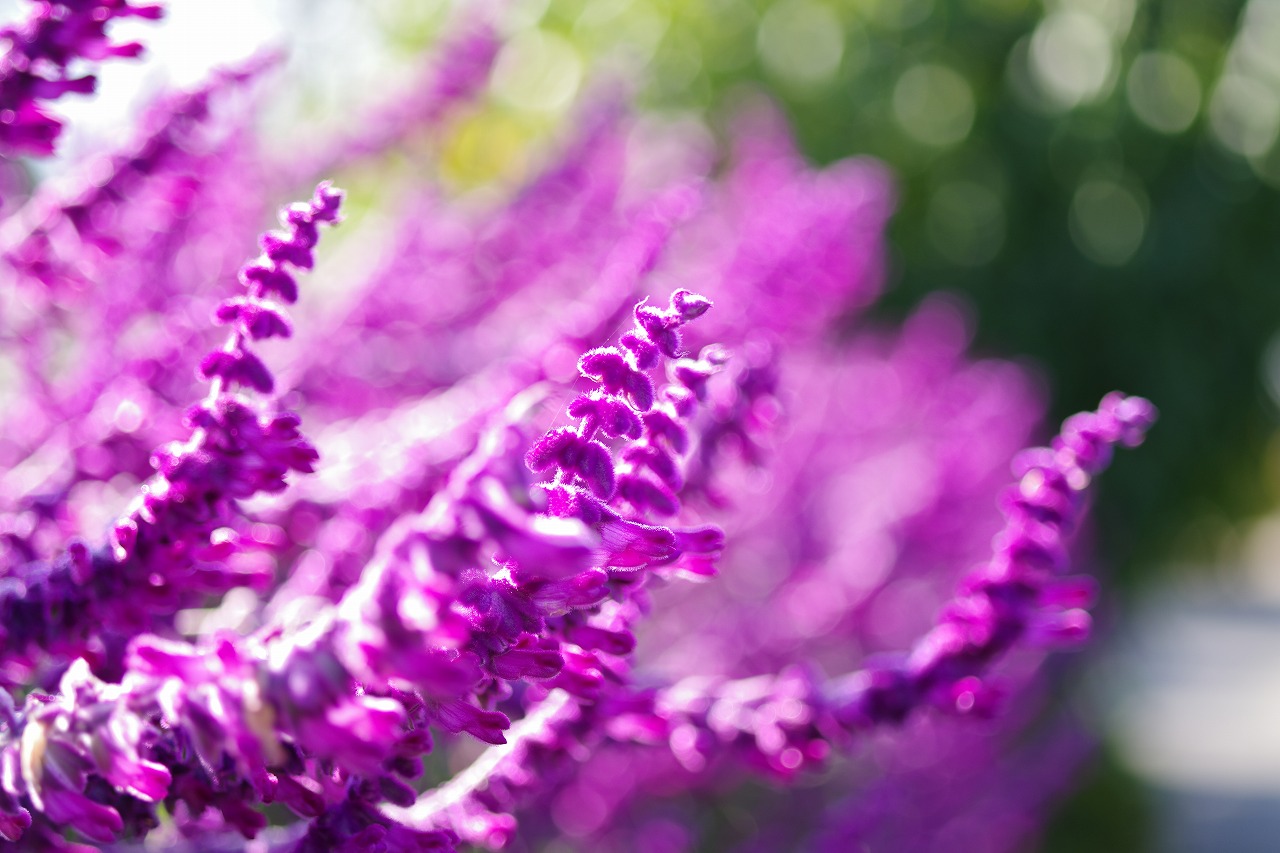 栃木県足利市のあしかがフラワーパークの花々