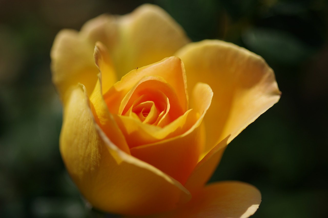 栃木県足利市のあしかがフラワーパークの花々