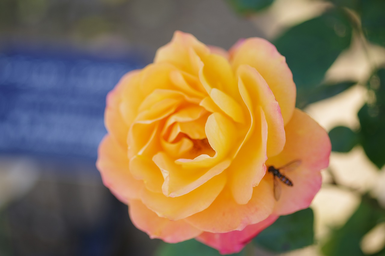 栃木県足利市のあしかがフラワーパークの花々
