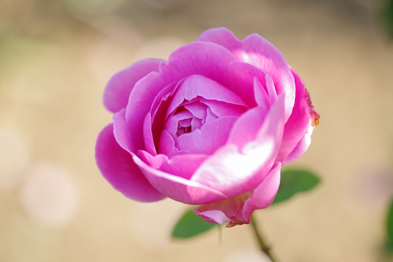 栃木県足利市のあしかがフラワーパークの花々