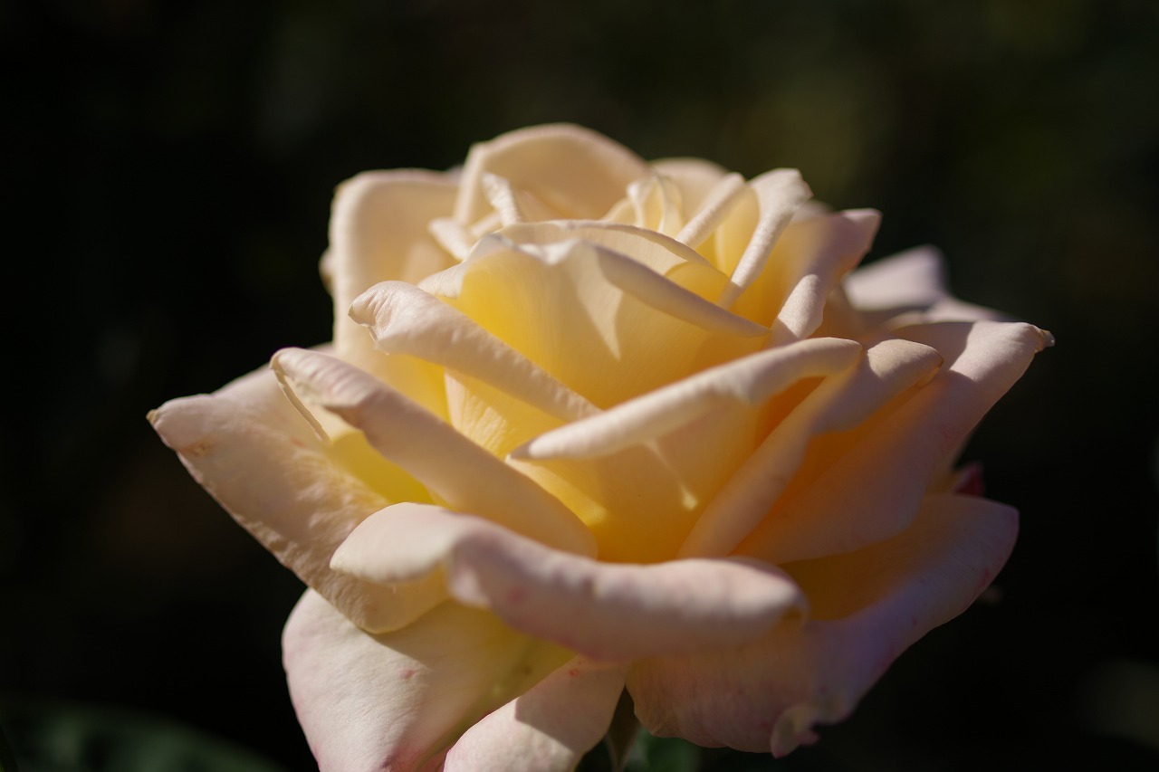 栃木県足利市のあしかがフラワーパークの花々