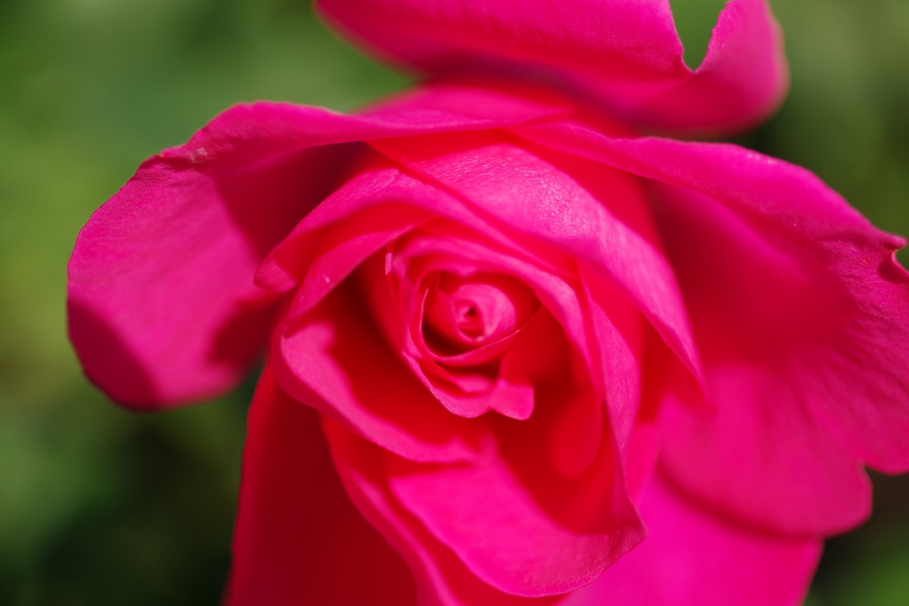 栃木県足利市のあしかがフラワーパークの花々