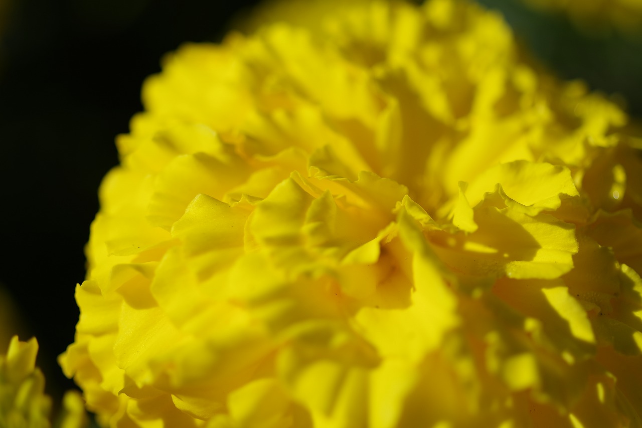 群馬県前橋市の群馬フラワーパークの花々