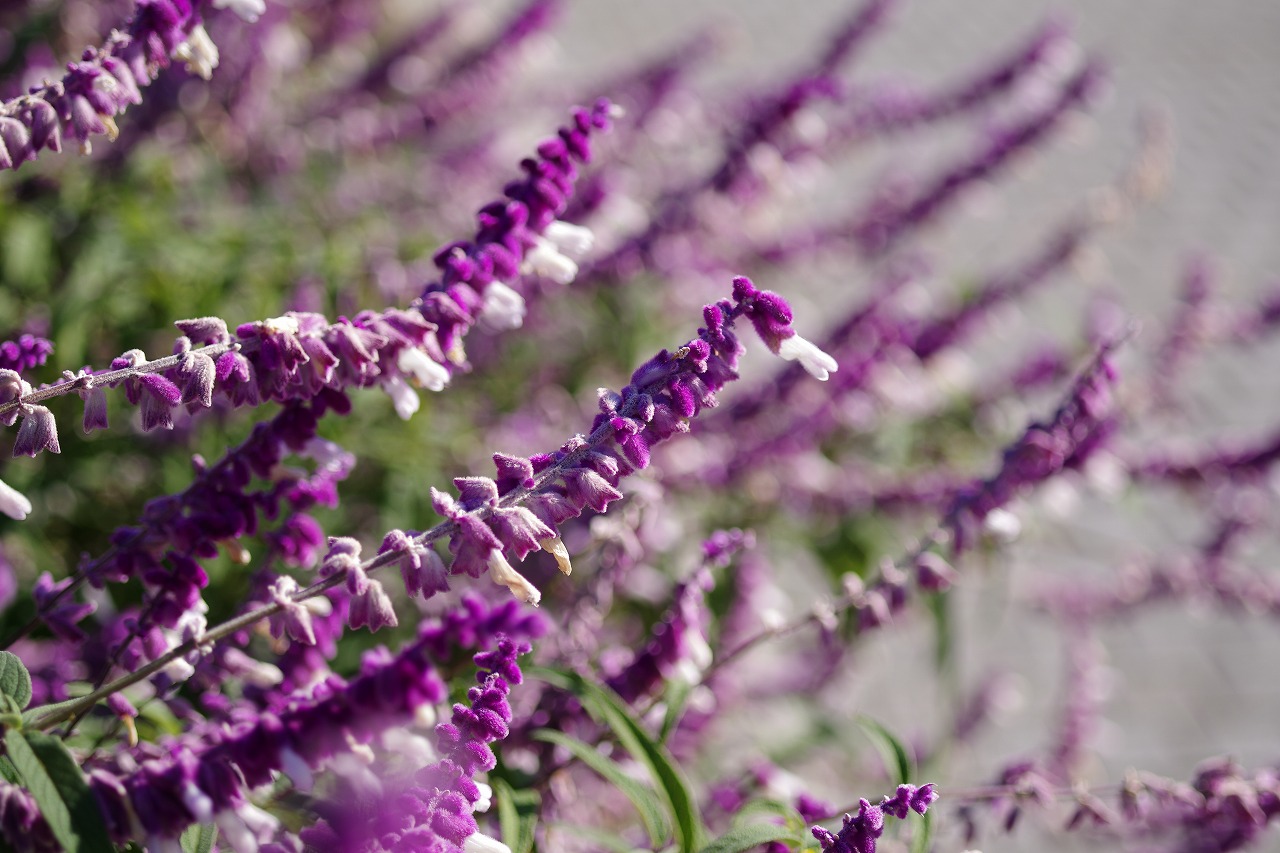 群馬県前橋市の群馬フラワーパークの花々