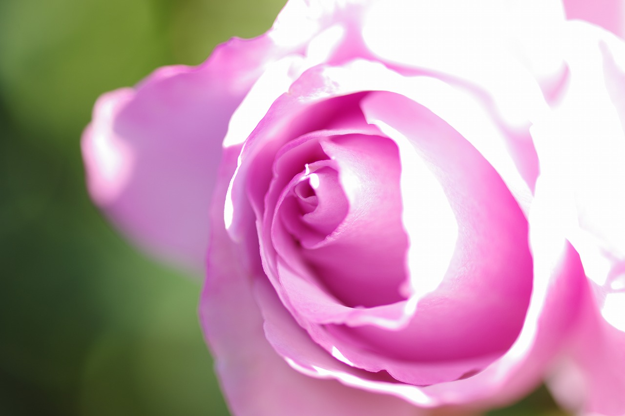 群馬県前橋市の群馬フラワーパークの花々