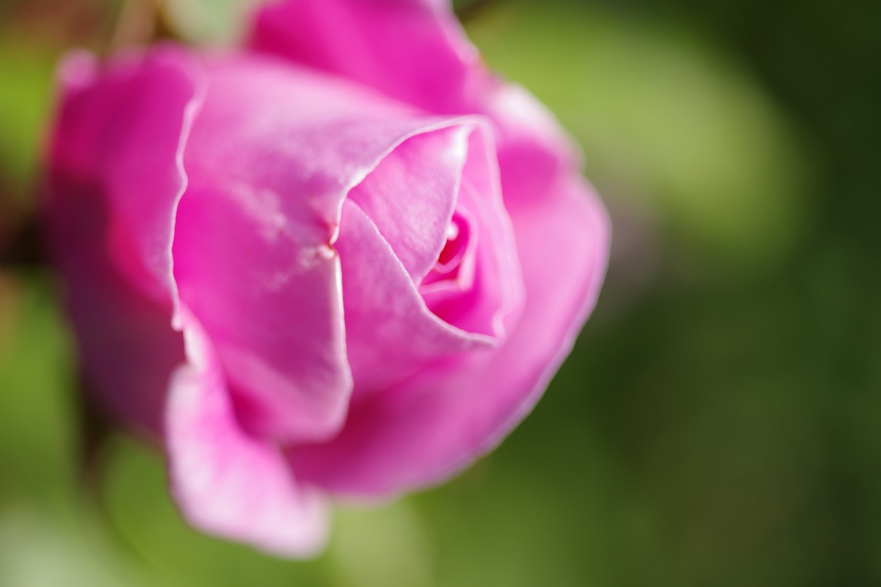 群馬県前橋市の群馬フラワーパークの花々