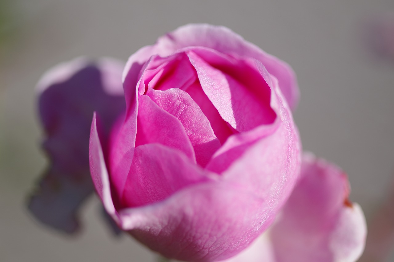 群馬県前橋市の群馬フラワーパークの花々
