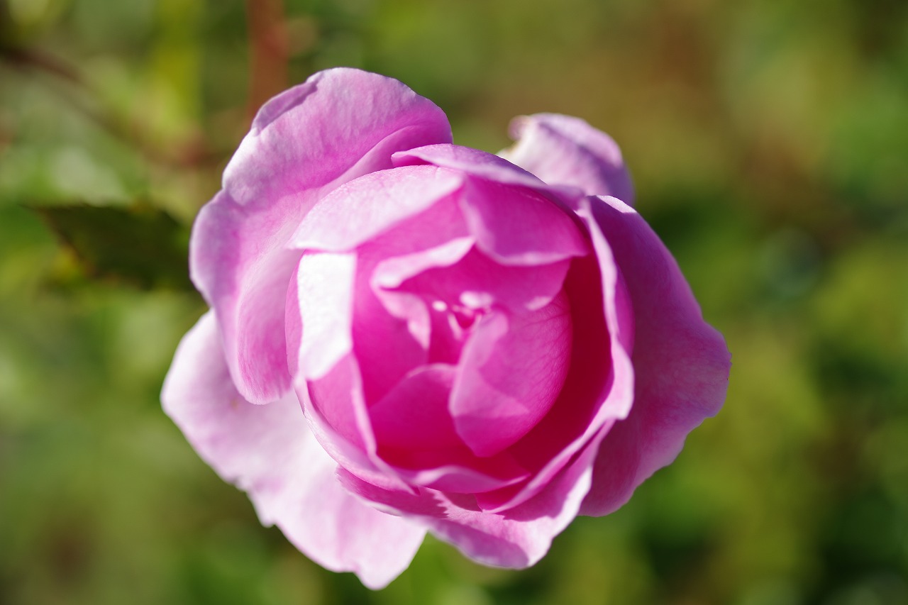群馬県前橋市の群馬フラワーパークの花々