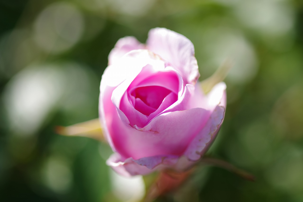 群馬県前橋市の群馬フラワーパークの花々