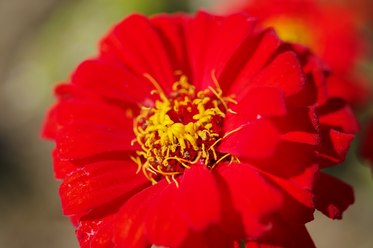 群馬県前橋市の群馬フラワーパークの花々