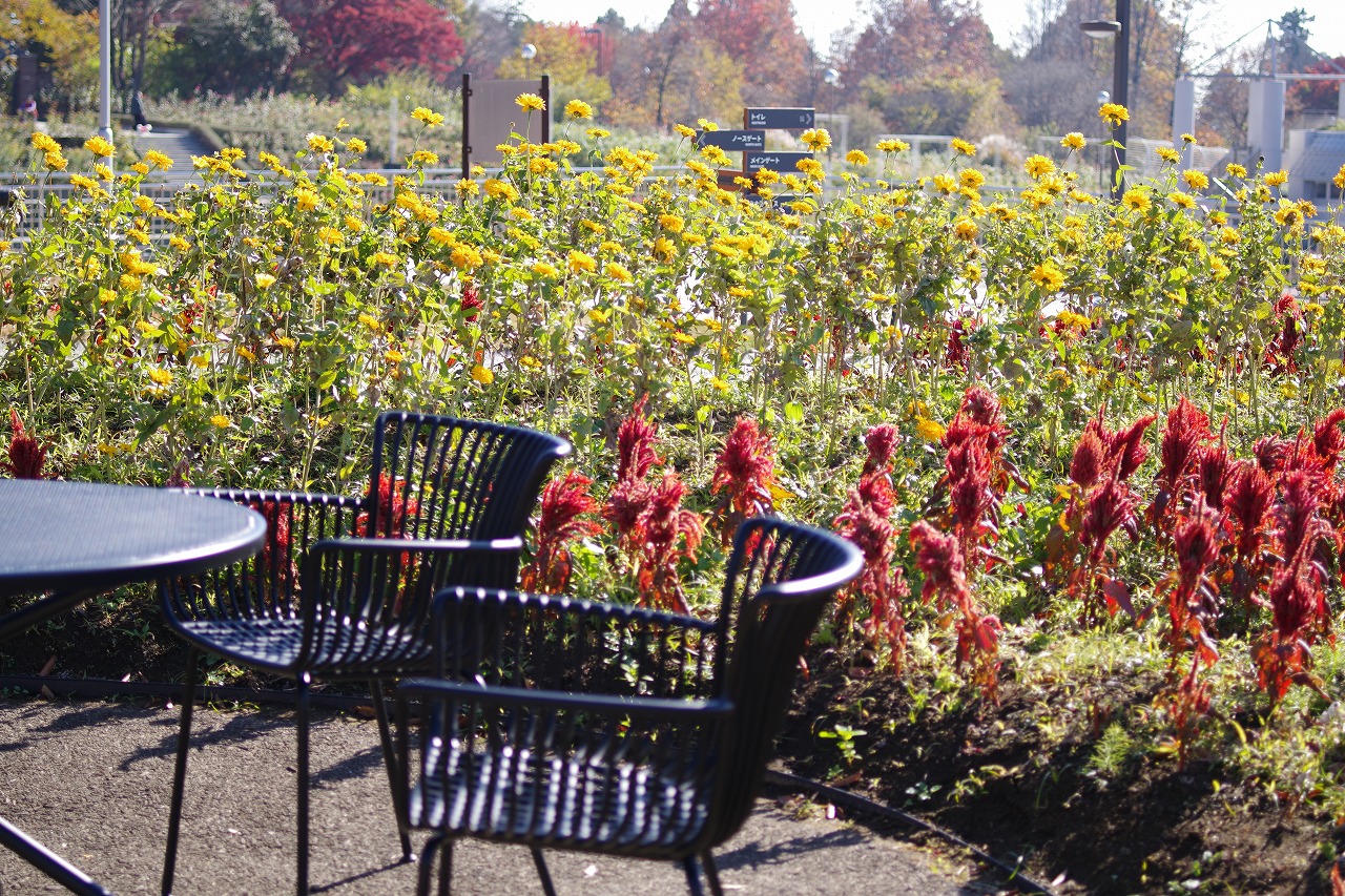 群馬県前橋市の群馬フラワーパークの花々