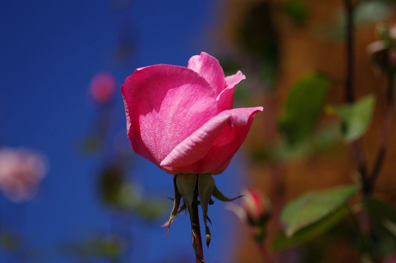 群馬県前橋市の群馬フラワーパークの花々