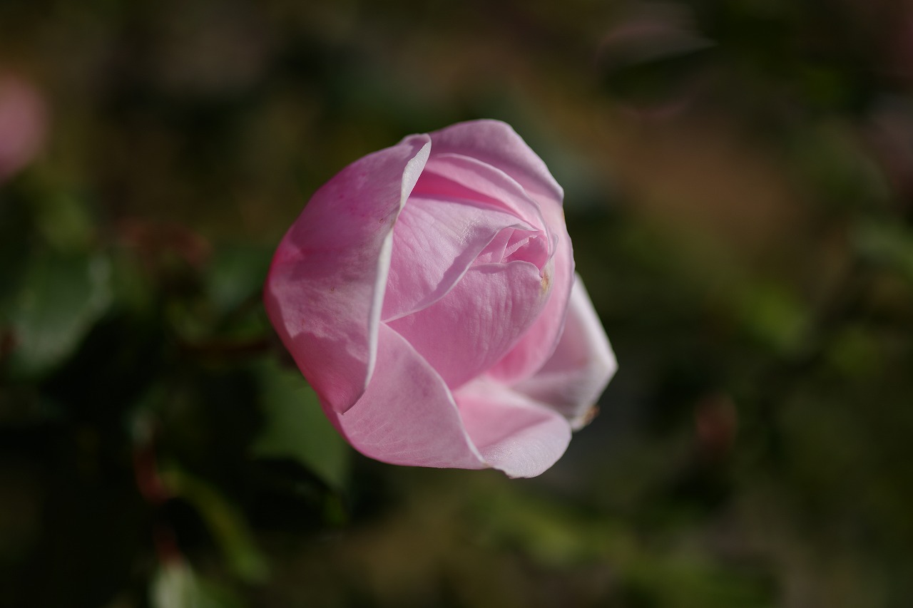 群馬県前橋市の群馬フラワーパークの花々