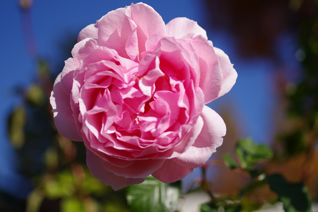 群馬県前橋市の群馬フラワーパークの花々