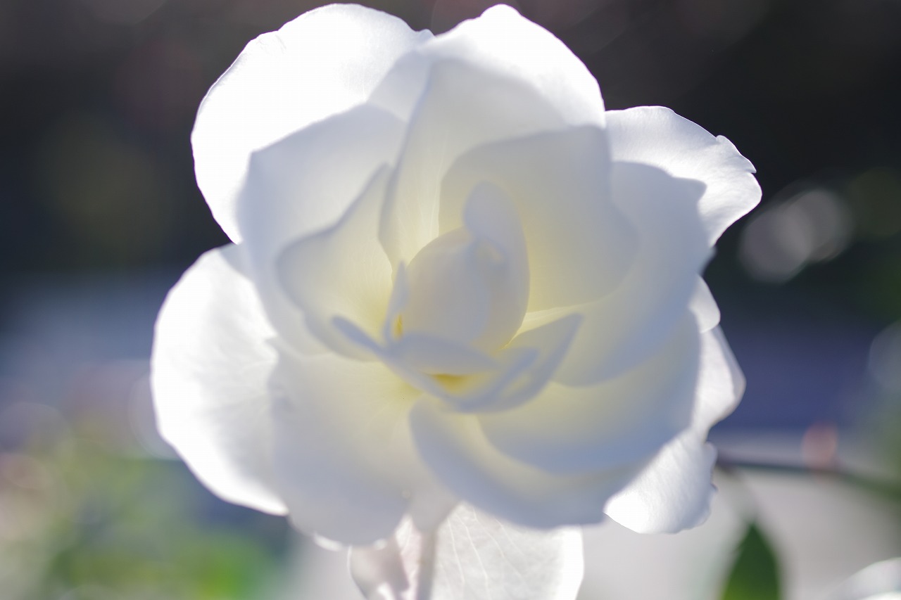 栃木県足利市のあしかがフラワーパークの花々
