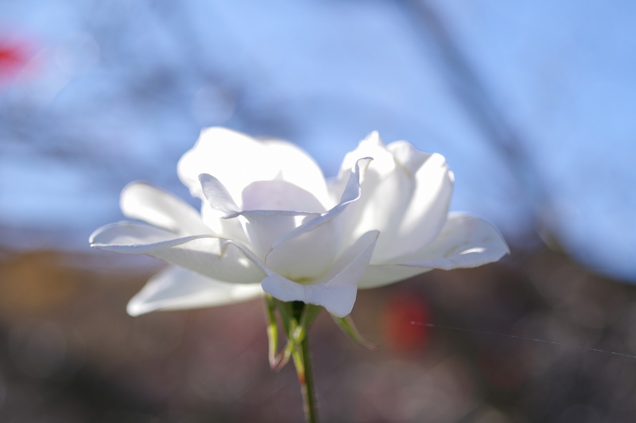 栃木県足利市のあしかがフラワーパークの花々