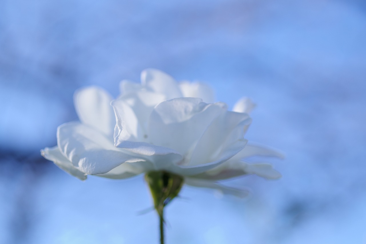 栃木県足利市のあしかがフラワーパークの花々