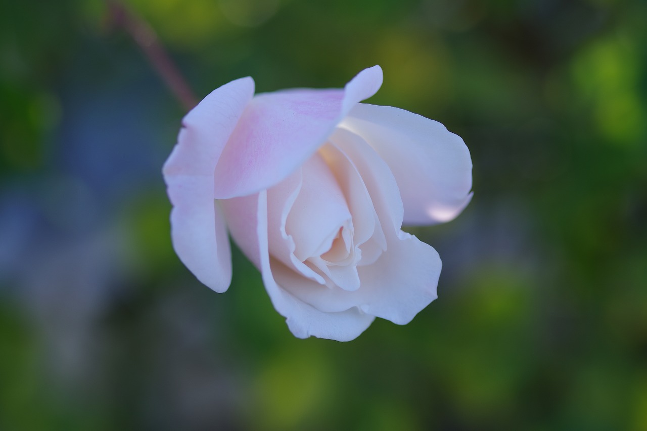 栃木県足利市のあしかがフラワーパークの花々