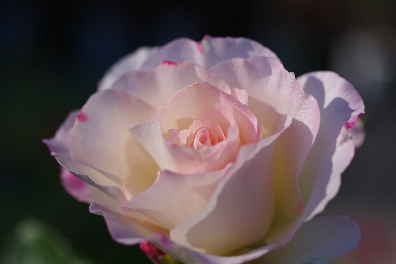 栃木県足利市のあしかがフラワーパークの花々