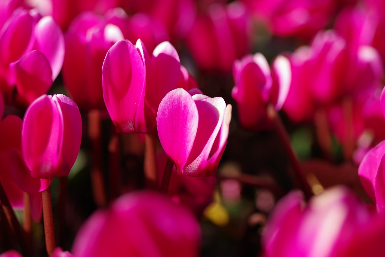 栃木県足利市のあしかがフラワーパークの花々