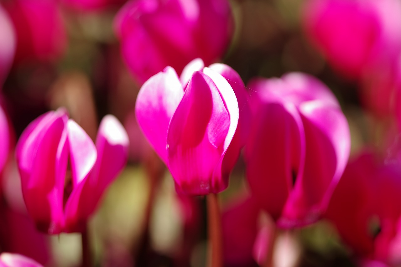 栃木県足利市のあしかがフラワーパークの花々