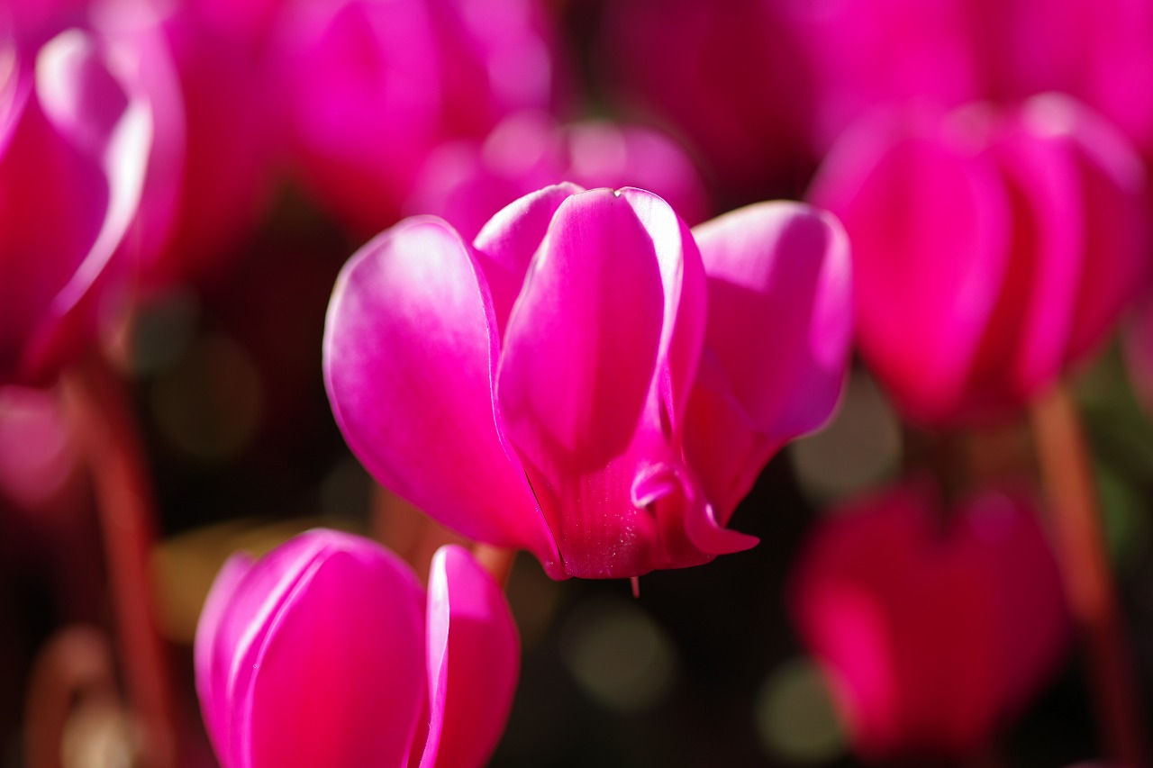 栃木県足利市のあしかがフラワーパークの花々
