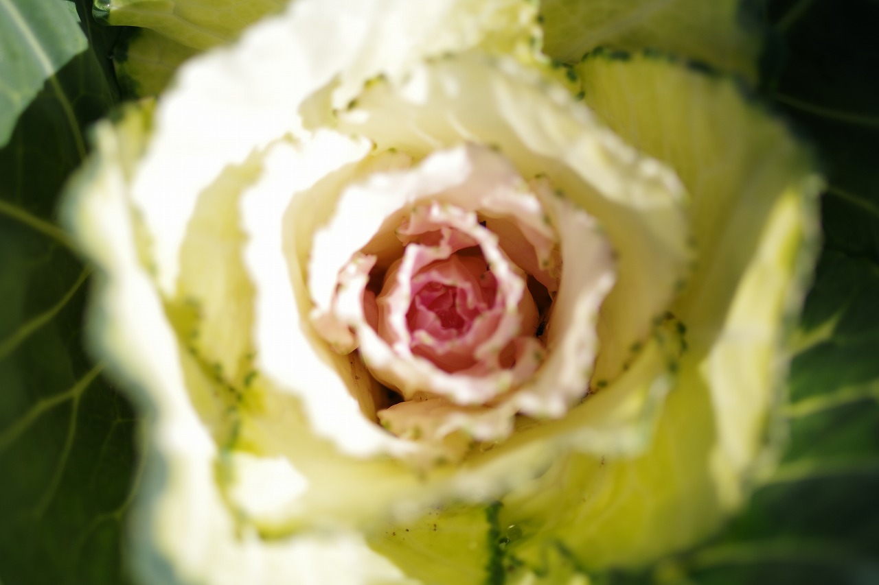 栃木県足利市のあしかがフラワーパークの花々