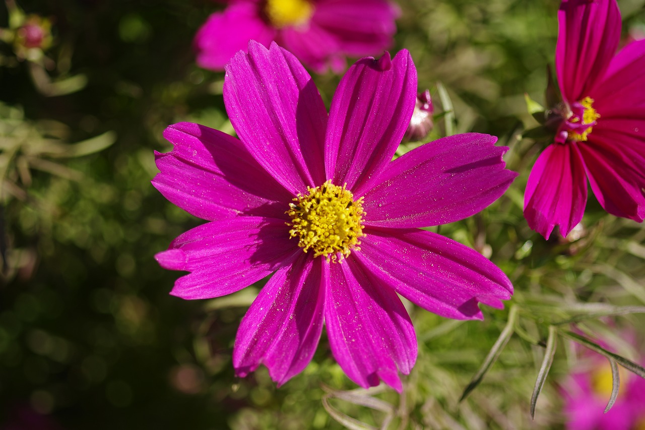 栃木県足利市のあしかがフラワーパークの花々