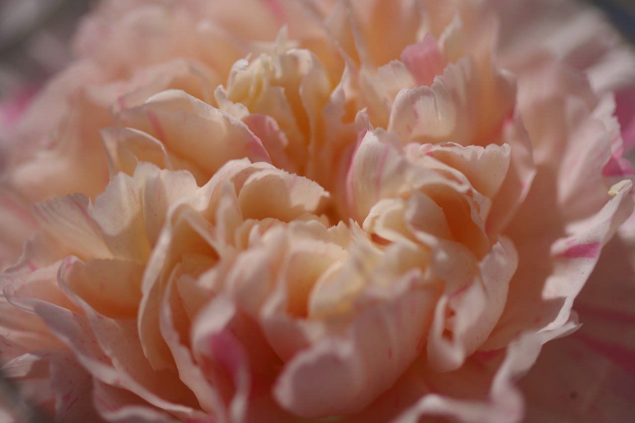 栃木県足利市のあしかがフラワーパークの花々