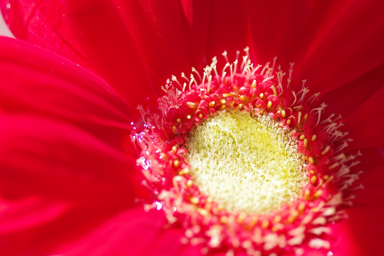 栃木県足利市のあしかがフラワーパークの花々