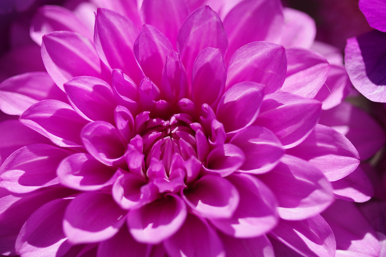 栃木県足利市のあしかがフラワーパークの花々