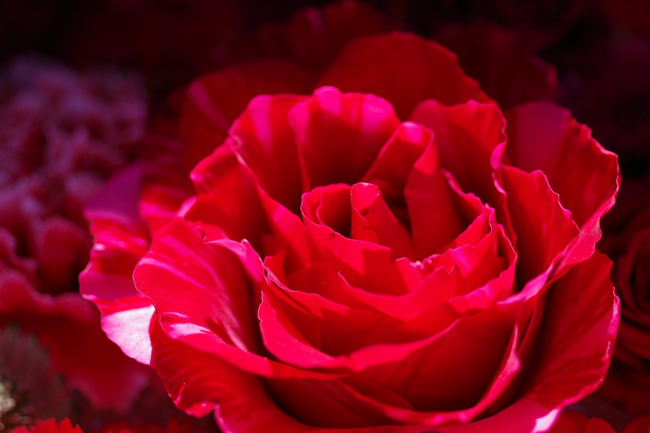 栃木県足利市のあしかがフラワーパークの花々