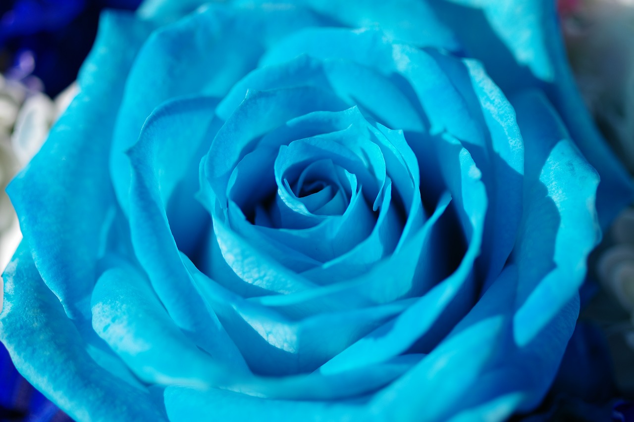 栃木県足利市のあしかがフラワーパークの花々