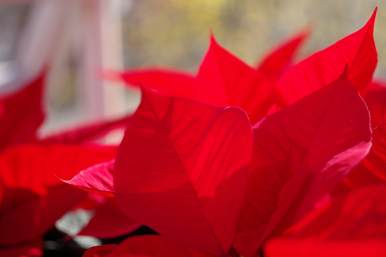 栃木県足利市のあしかがフラワーパークの花々