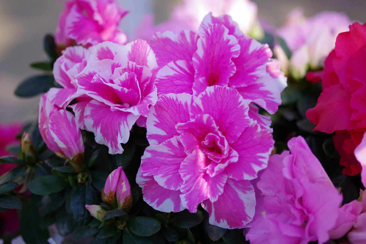 栃木県足利市のあしかがフラワーパークの花々