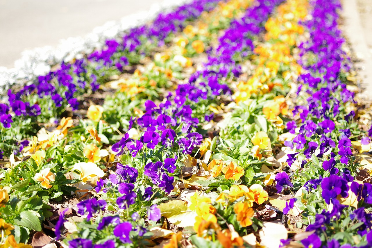 栃木県足利市のあしかがフラワーパークの花々