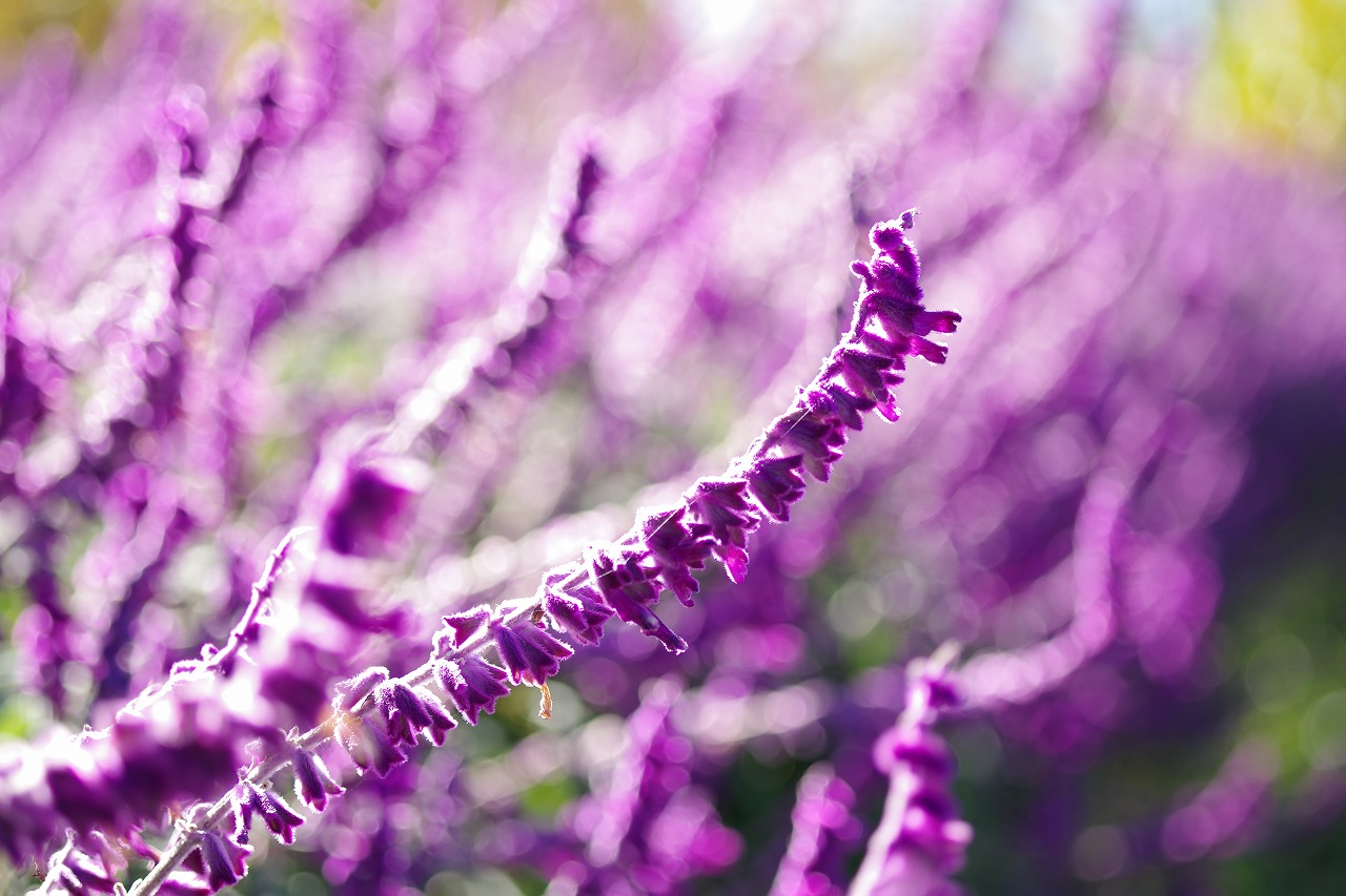 栃木県足利市のあしかがフラワーパークの花々
