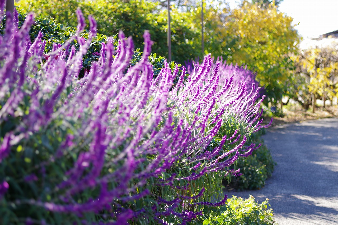 栃木県足利市のあしかがフラワーパークの花々