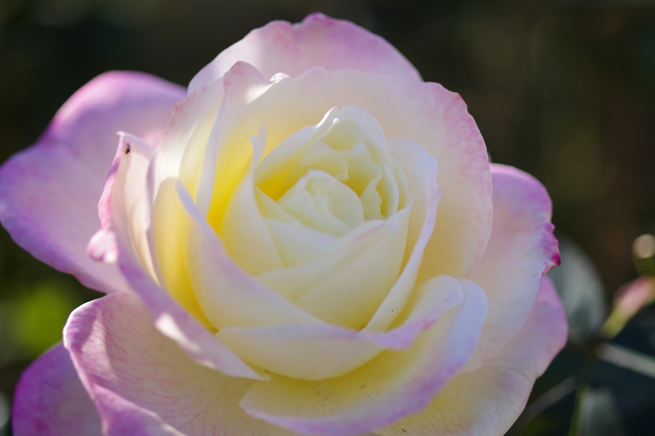 栃木県足利市のあしかがフラワーパークの花々