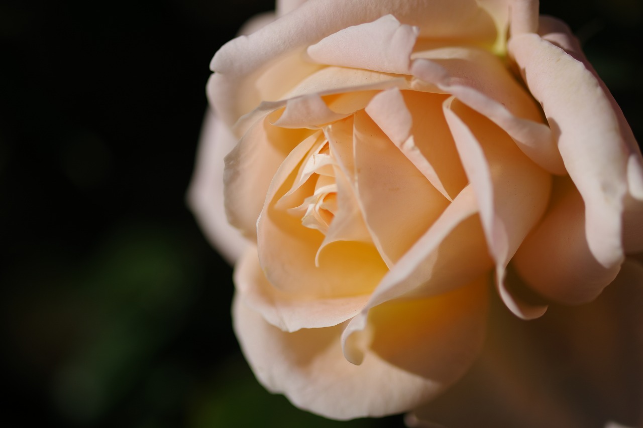 栃木県足利市のあしかがフラワーパークの花々