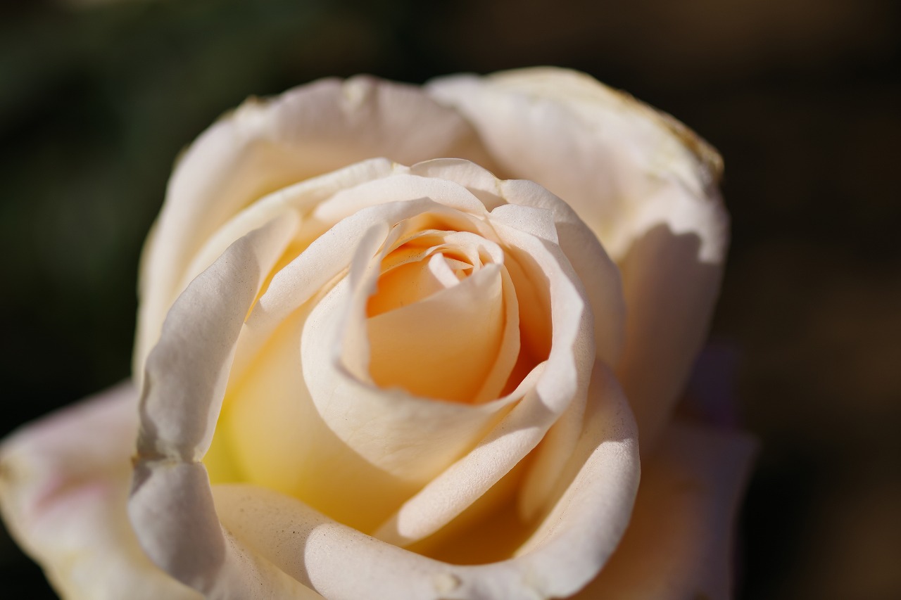 栃木県足利市のあしかがフラワーパークの花々