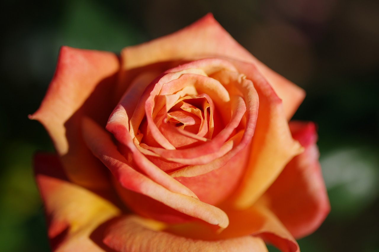 栃木県足利市のあしかがフラワーパークの花々