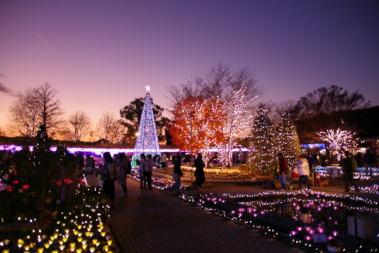 栃木県足利市のあしかがフラワーパークのイルミネーション