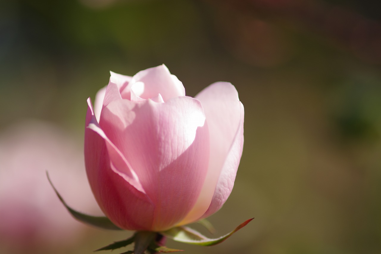 群馬県前橋市の群馬フラワーパーク