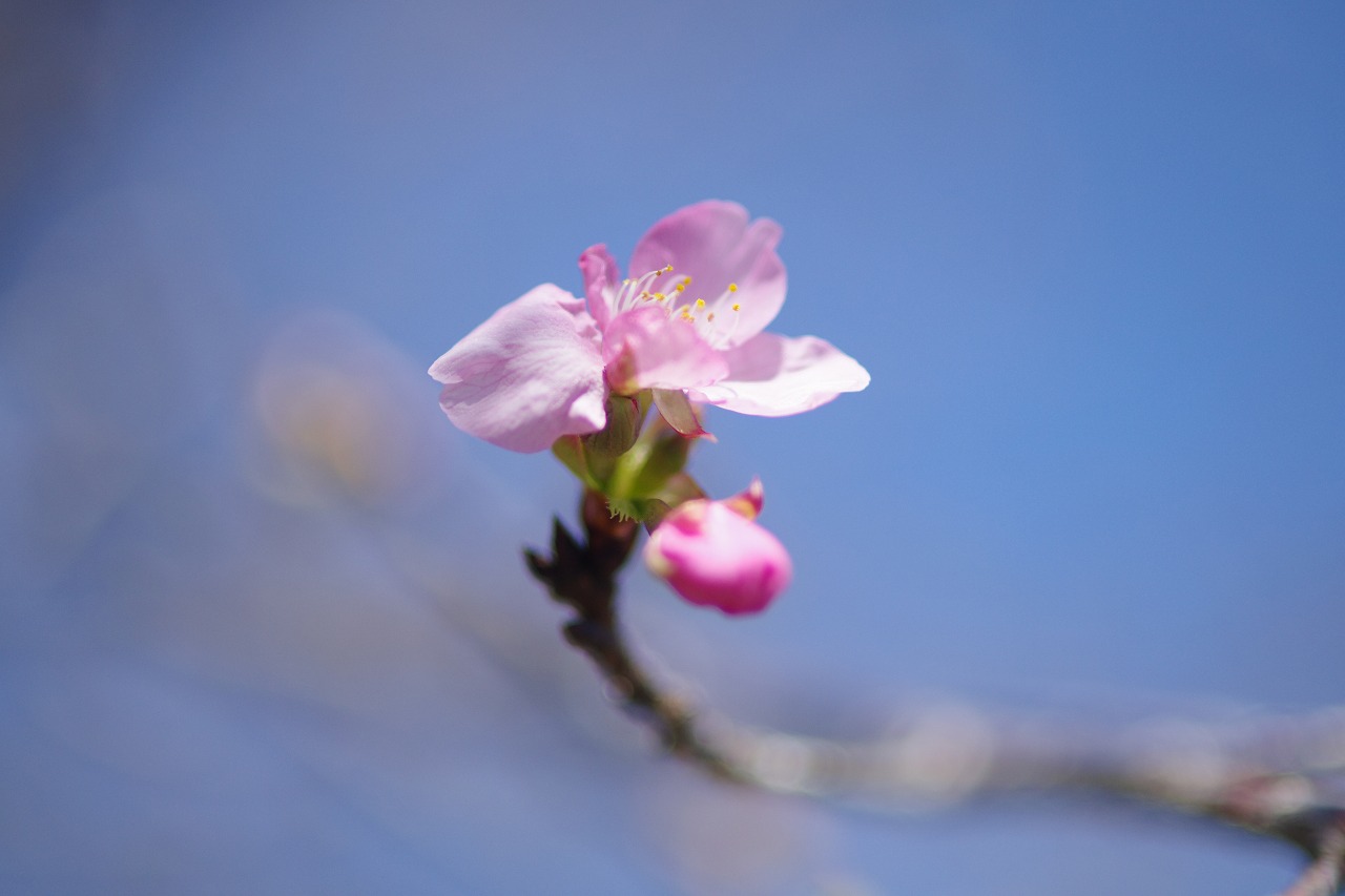 群馬県前橋市の群馬フラワーパーク