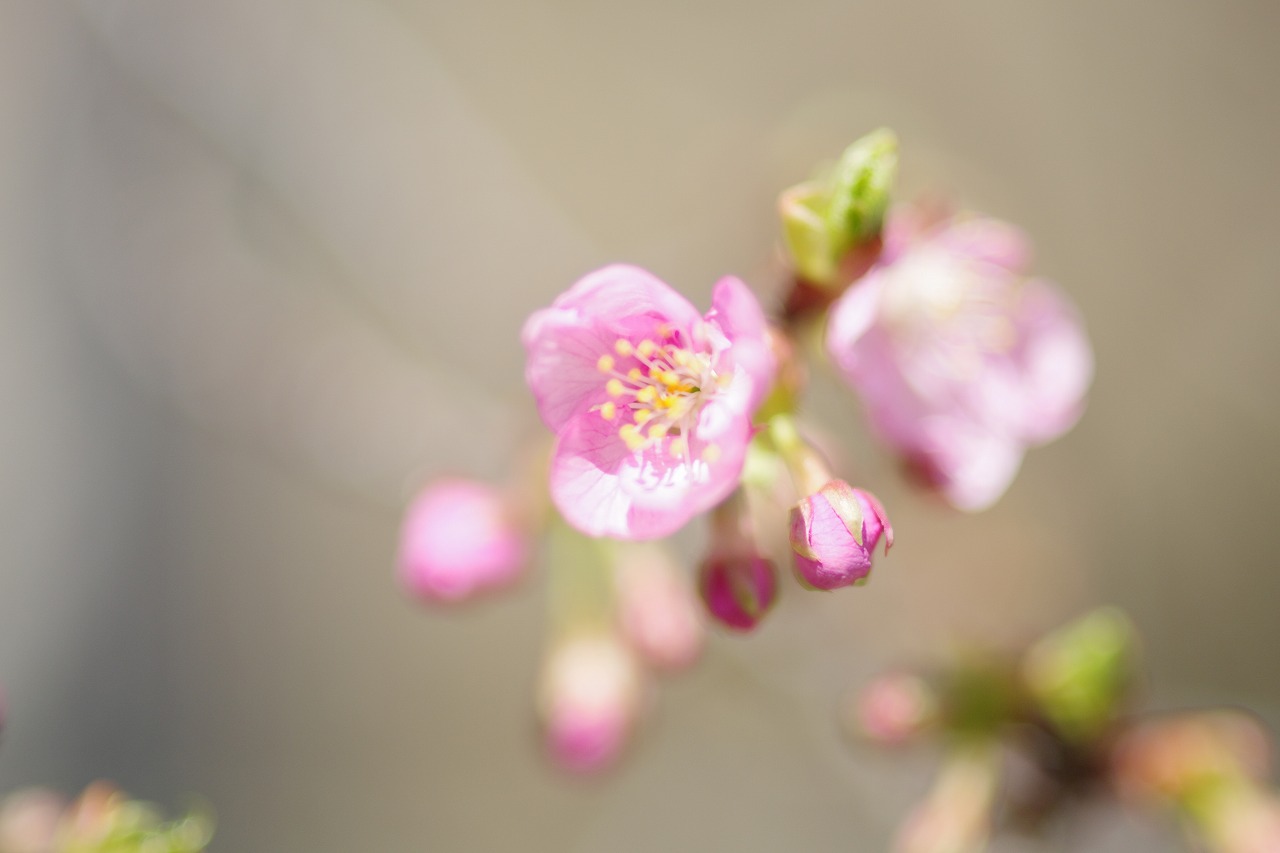 群馬県前橋市の群馬フラワーパーク