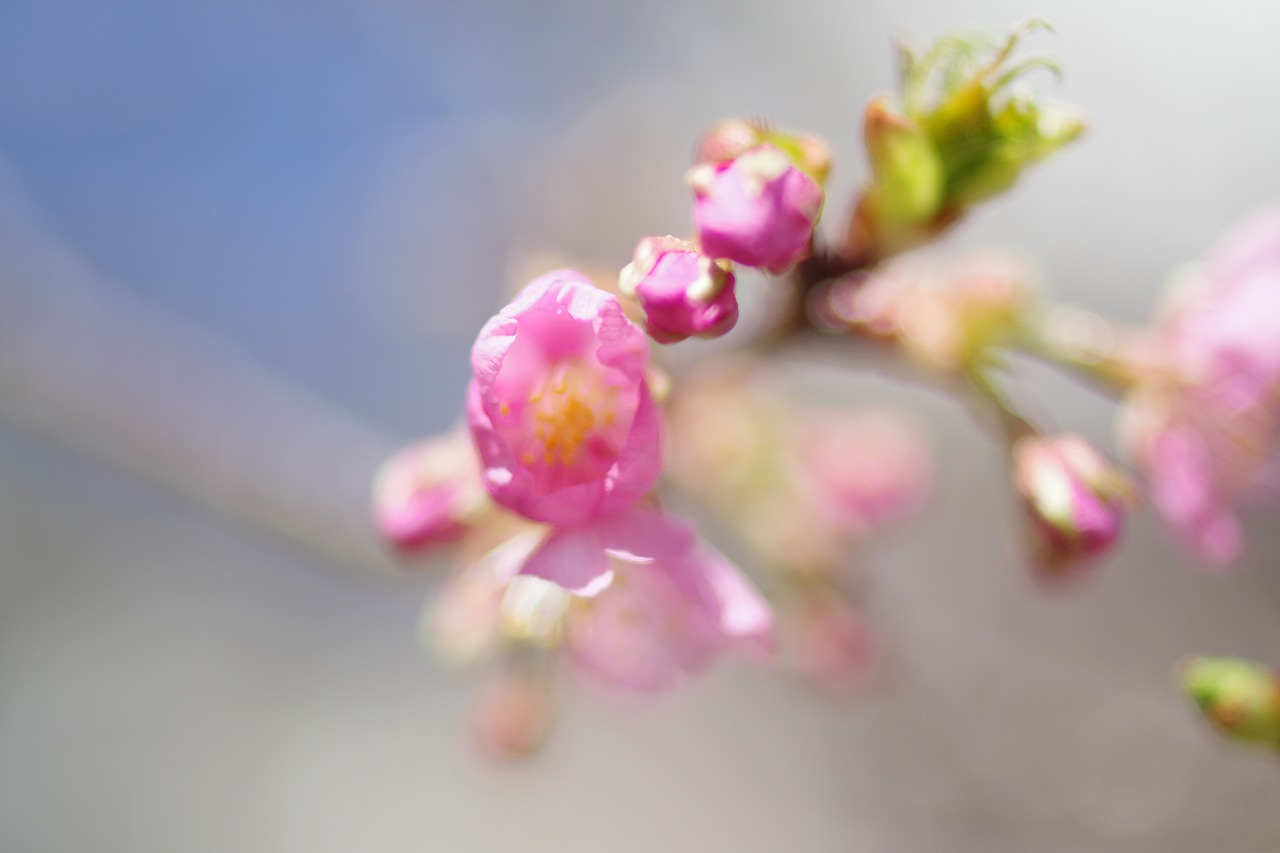 群馬県前橋市の群馬フラワーパーク