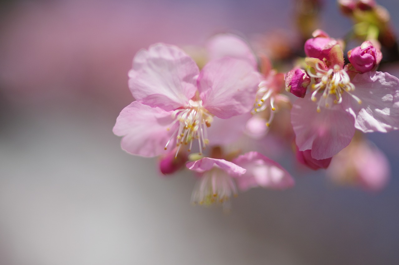 群馬県前橋市の群馬フラワーパーク