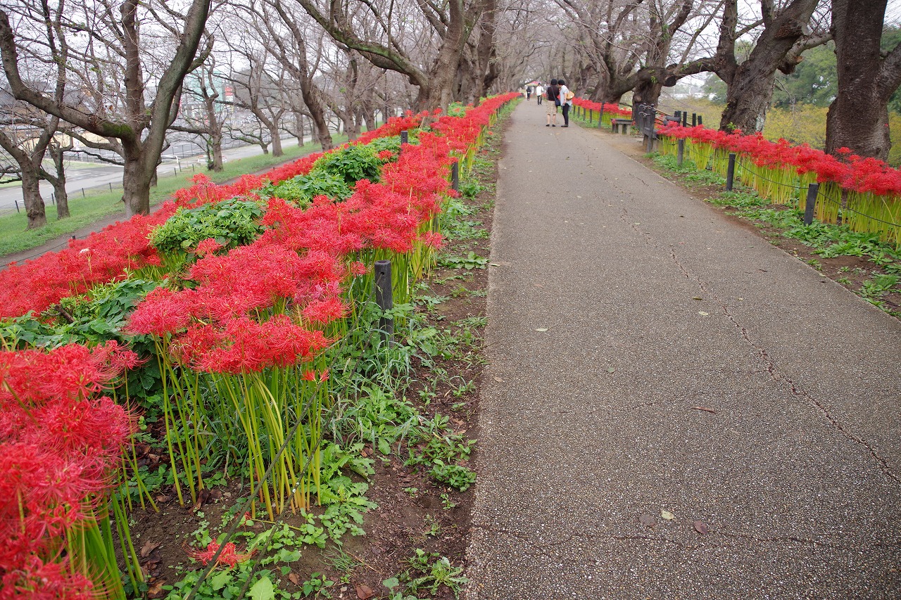 埼玉県幸手市の権現堂の曼珠沙華まつり