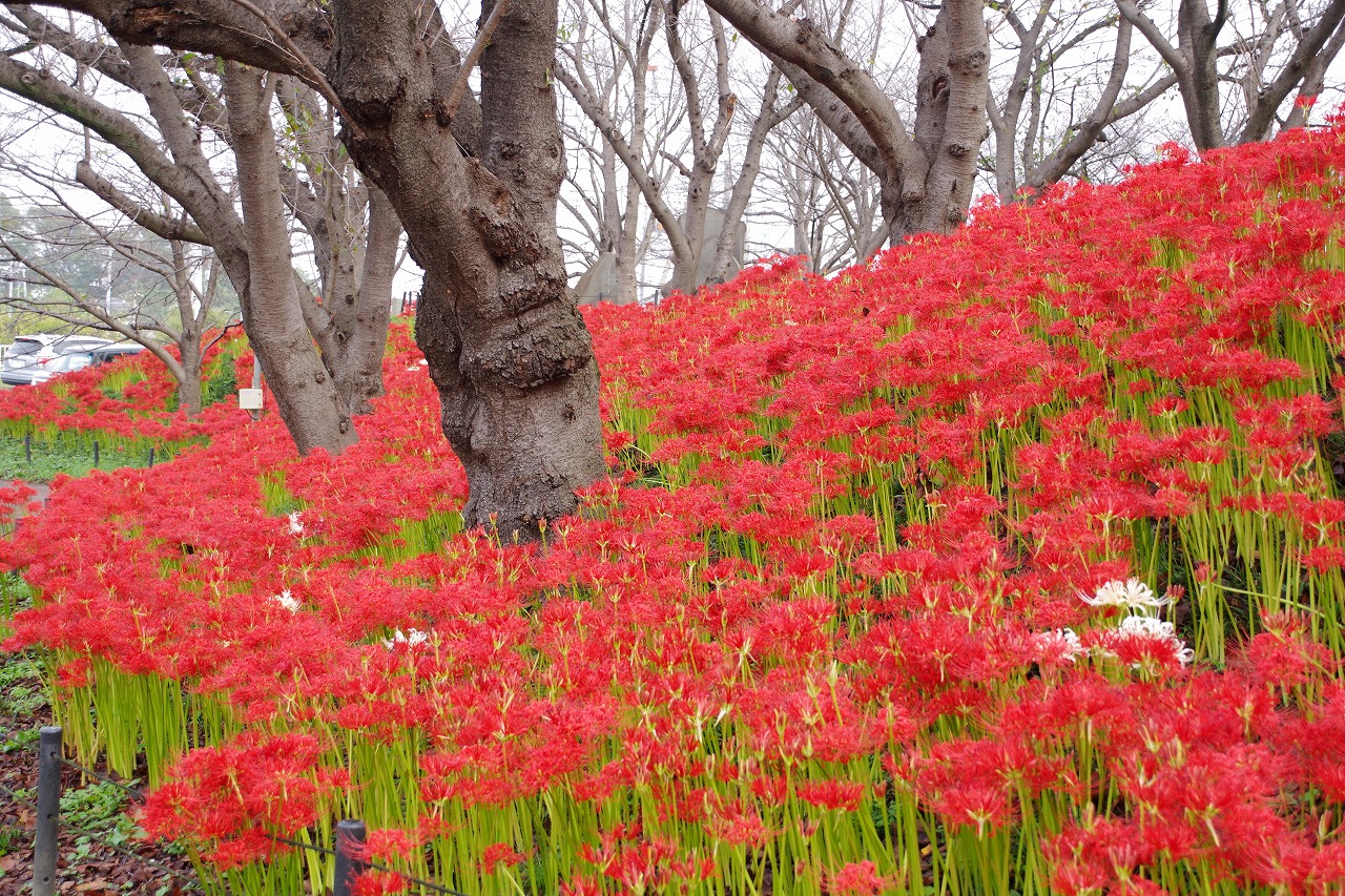 埼玉県幸手市の権現堂の曼珠沙華まつり